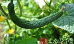 端午吃的瓜条,传统美食的传承与创新