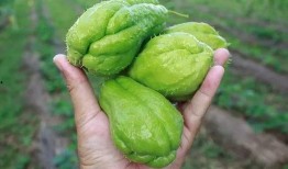 瓜哥带你吃瓜夏天,瓜哥带你畅游夏日瓜果盛宴
